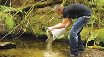 army of volunteers: Including Sea Cadets, Mayor Stewart Alsgard and MLA Nicholas Simons, all worked together to create new spawning beds for salmon in Myrtle Creek on September 11-12. (Photos by Jeremy Williams)